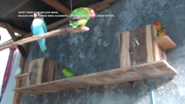 1 Hour Lovebird Sounds - February 8 2019