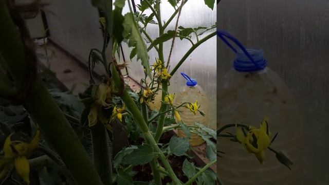 Махровые цветы на помидорах - удалять или оставлять - как правильно смотреть онлайн