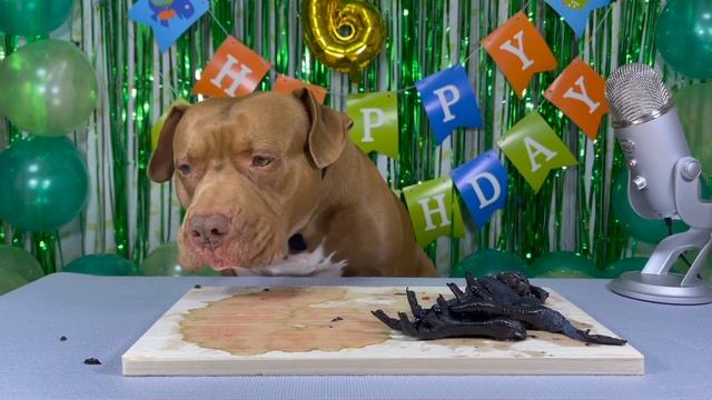 My DOG'S BEST BIRTHDAY Mr.Bounce ASMR смотреть онлайн