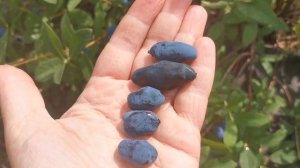 Бореал Близард, Биаст, Бьютти. Бомбическая жимолость!