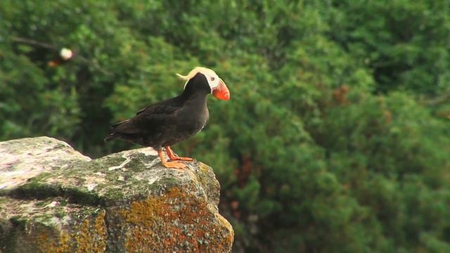 Дальний Восток. Магаданский заповедник. Nature of Russia. Far East. Reserve Magadansky. смотреть онлайн