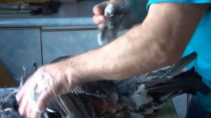 Разделка боровой дичи ( глухаря ) по Эвенкийски. Часть 1. Обдирка