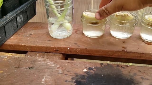 How To Grow An Onion From An Onion Bottom! (2019) смотреть онлайн