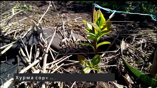 Орехи и хурма после суровой зимы. Растёт ли грецкий орех в #Башкирии? смотреть онлайн