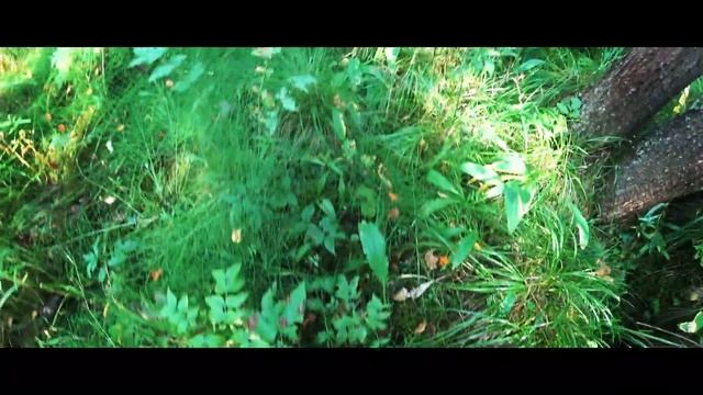 Прогулка за кедровым орехом смотреть онлайн