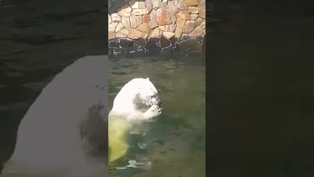 Поход в зоопарк Питер день второй смотреть онлайн