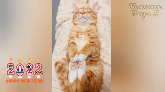 ГОВОРЯЩИЕ КОТЫ ? НОВОГОДНИЙ ВЫПУСК ? САМЫЕ СМЕШНЫЕ КОТЫ И СОБАКИ ??? смотреть онлайн