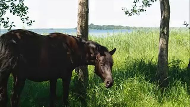 Шанхай блюз.