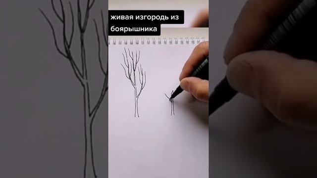 Живая изгородь из боярышника. Надо часто стричь, чтобы создавать форму и густоту. смотреть онлайн