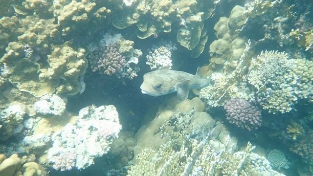 **МУЗЫКА ДЛЯ ОТДЫХА И КРЕПКОГО СНА** Подводный мир. **MUSIC FOR RELAXATION AND SOUND SLEEP* смотреть онлайн