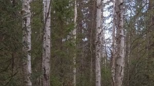 ОХОТА С НАРЕЗНЫМ ОРУЖИЕМ / С МЕЛКАШКОЙ НА БОРОВУЮ ДИЧЬ / ПТИЦА ЛЕТИТ НА МАНОК ОТЛИЧНО! Тайга Коми.