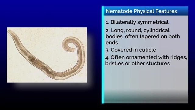What are Nematodes? | Phylum Nematoda смотреть онлайн