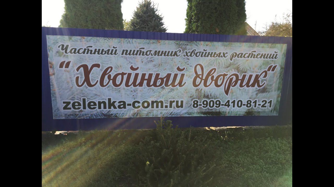 Сеянцы хвойных растений на доращивание в питомнике "Хвойный дворик" - 08.11.2019 смотреть онлайн