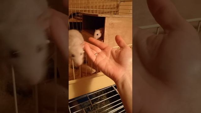Как приручить декоративную крысу? смотреть онлайн