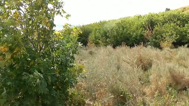 КЛАДОИСКАТЕЛЬ ЗАКОВАЛ СЕБЯ В ЦЕПИ !!! смотреть онлайн