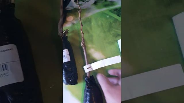 Саженцы и семена от БЕККЕР смотреть онлайн