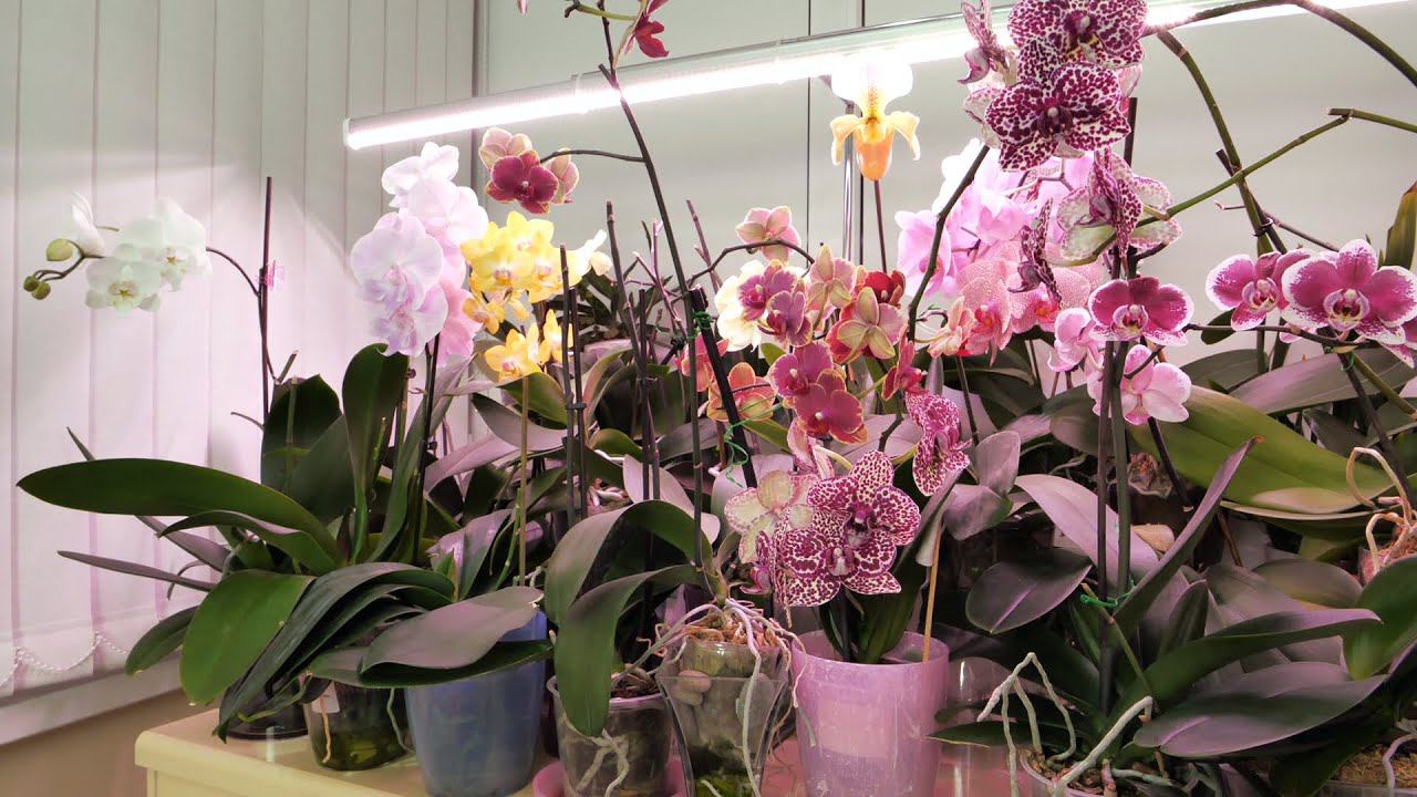 Орхидеи. Этим можно ЛЮБОВАТЬСЯ БЕСКОНЕЧНО! смотреть онлайн