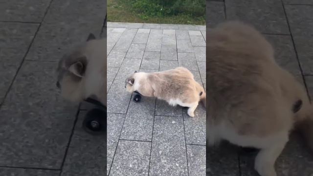 Tony Hawk's Pro Skater смотреть онлайн