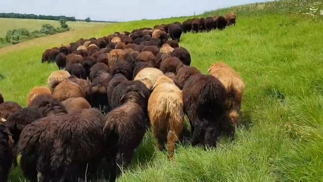 Бараны на продажу смотреть онлайн