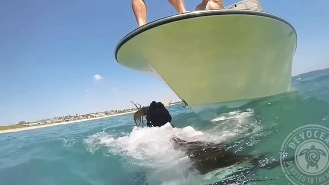 Лабрадор ныряет в океан за лобстерами