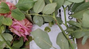 Как правильно нарезать черенки Роз для укоренения.