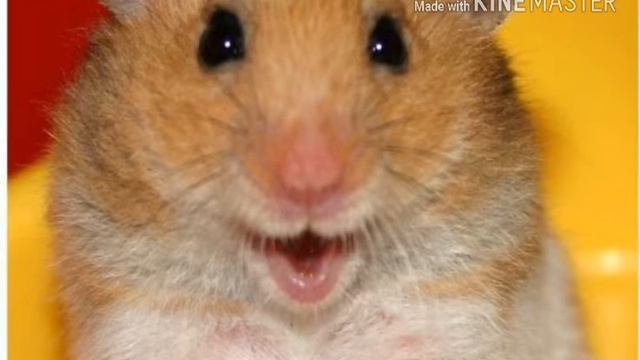 ЧТО НУЖНО ЗНАТЬ покупая хомяка.