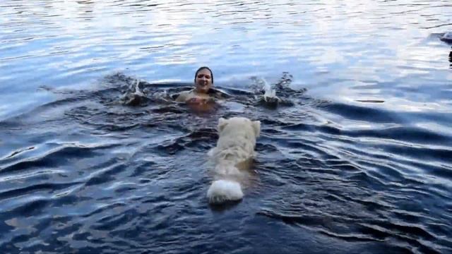 ВидеоКлип_Самоеды, щенки самоеда купаются и плавают с детьми в речке! | Samoyeds & Kid`s Fun)) смотреть онлайн