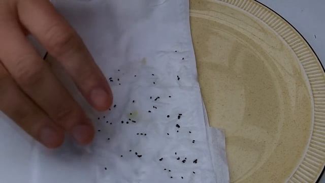 How to Harvest Cactus seed from a Mistletoe cactus / Rhipsalis cactus смотреть онлайн