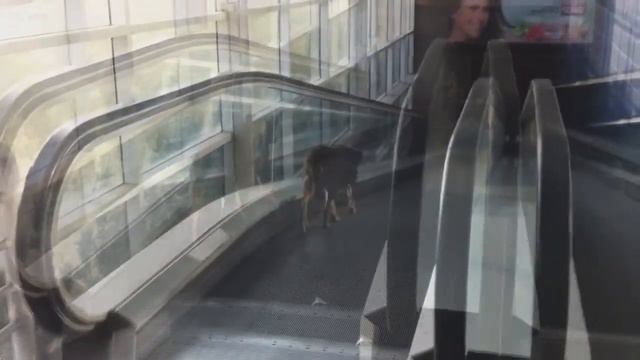 Собачка застряла на эскалаторе / Dog On Escalator