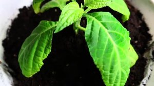 Сальвиа Дивинорум | Salvia Divinorum  | Шалфей Предсказателей #3  01.05.23