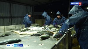 Производительность рыбоводных заводов на Камчатке увеличилась  на 20 процентов || Вести-Камчатка