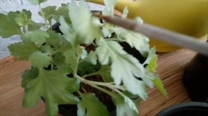 ?НЕ ЗАБУДЬТЕ про МОНОФОСФАТ КАЛИЯ! Отличное удобрение - источник калия и фосфора. Подкормка/рассады