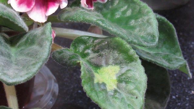 Плями на фіалці . Без паніки !! смотреть онлайн