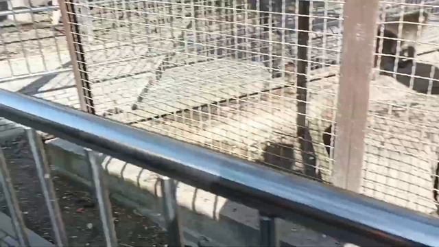 ПАРК МИНИАТЮР БАХЧИСАРАЙ | ЗООПАРК 🐘🐼 смотреть онлайн