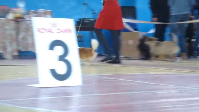 Класс Чемпионов дл ш смотреть онлайн