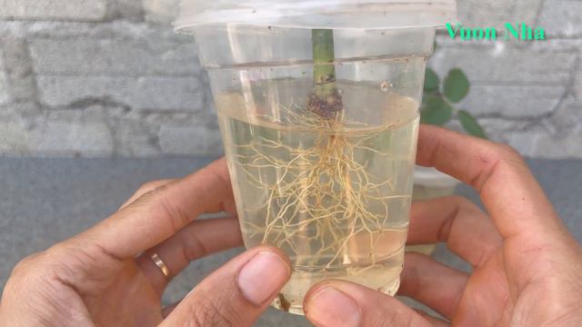 Unique idea of rose cuttings in filtered water | rose plant growing tips смотреть онлайн