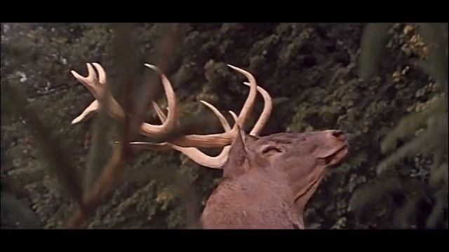 Олень золотые рога смотреть онлайн