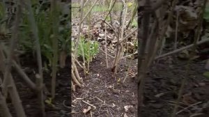 КАК УХАЖИВАТЬ ЗА ФОРЗИЦИЕЙ ВЕСНОЙ!