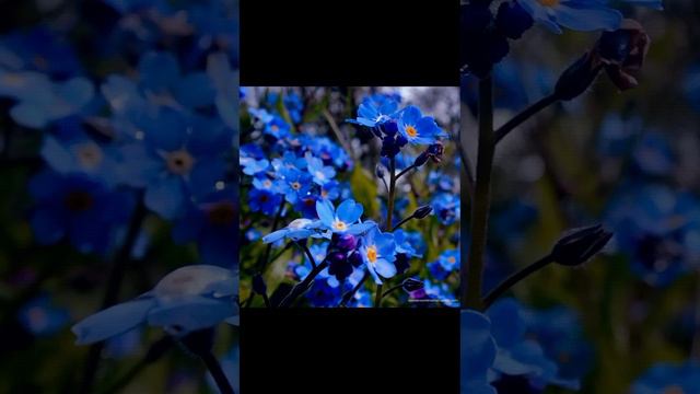 🌼💖🪻🌞🌷ВЕСНЫ В ДУШЕ И СЧАСТЬЯ В ЖИЗНИ. смотреть онлайн