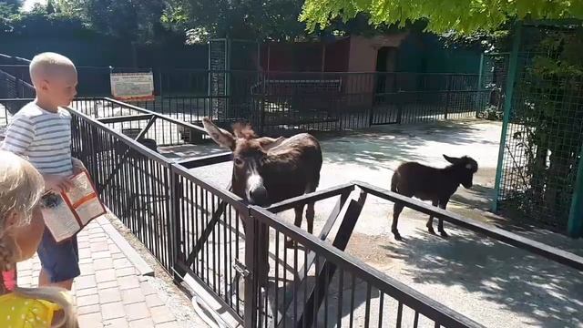 Парк львов Тайган. Обзор, цены. 10 июля 2021. смотреть онлайн