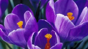 Первые весенние цветы (красивая музыкальная композиция)