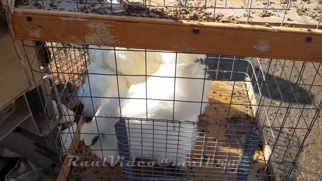 Казань ул  Тэцевская Птичий рынок 5 Птицы