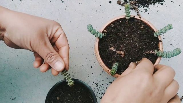 HOW TO CARE FOR AND PROPOGATE STRING OF BUTTONS OR CRASSULA PERFORATA. смотреть онлайн