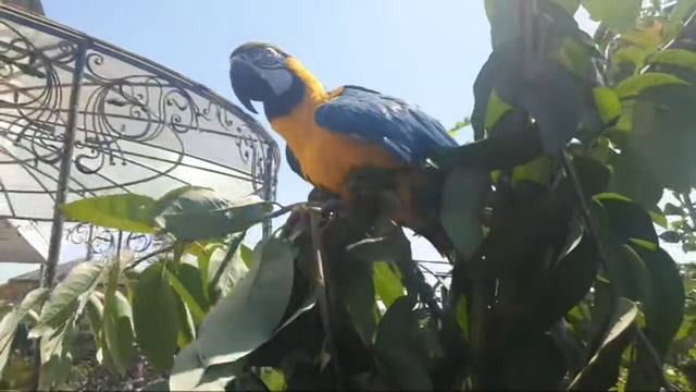 Попугай Ара На Свободе. Говорящий попугай ара В Саду. смотреть онлайн
