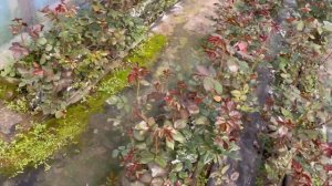 Чем мы делаем подкормку Роз в теплице