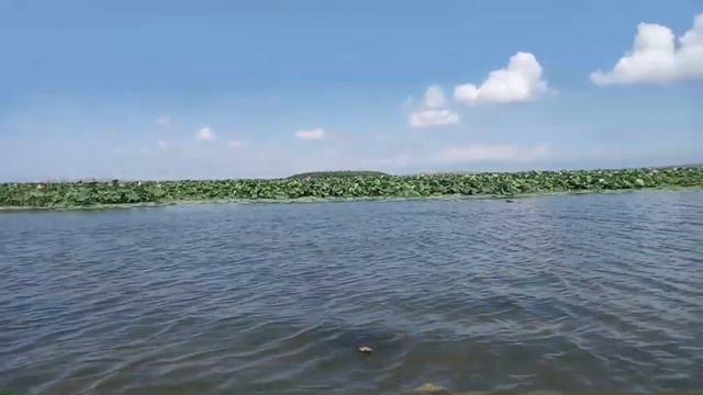 Лотос цветок желаний смотреть онлайн