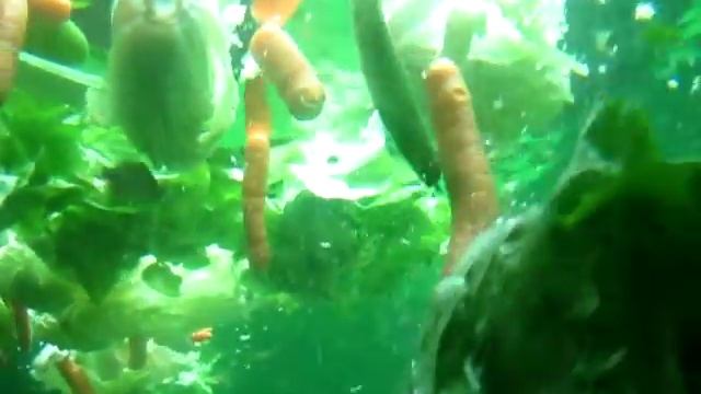 Так ест ламантин смотреть онлайн