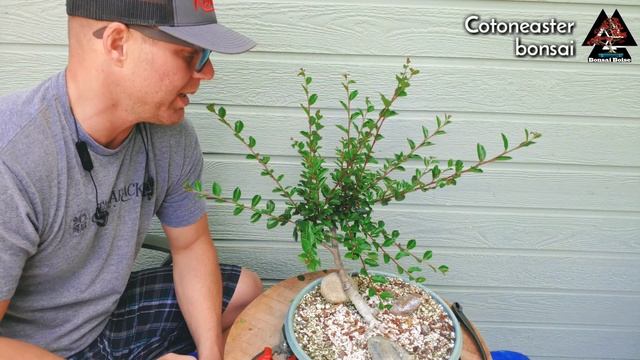 Cotoneaster Bonsai (maintenance pruning) смотреть онлайн