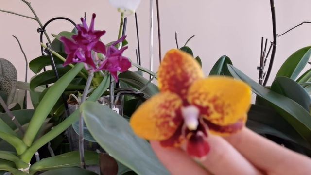 МОЙ Стеллаж. МНОООГО орхидей! смотреть онлайн