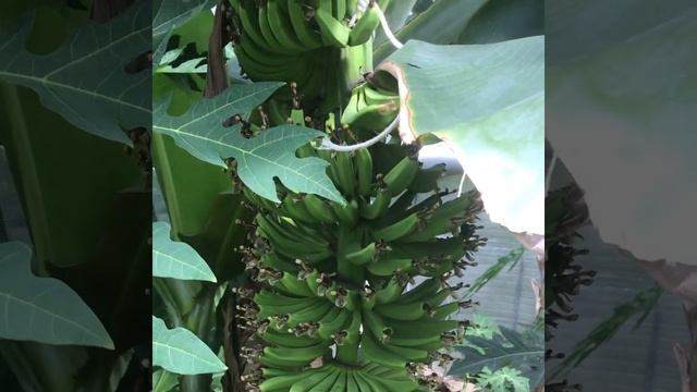 Выращиваем бананы в теплице We grow bananas смотреть онлайн